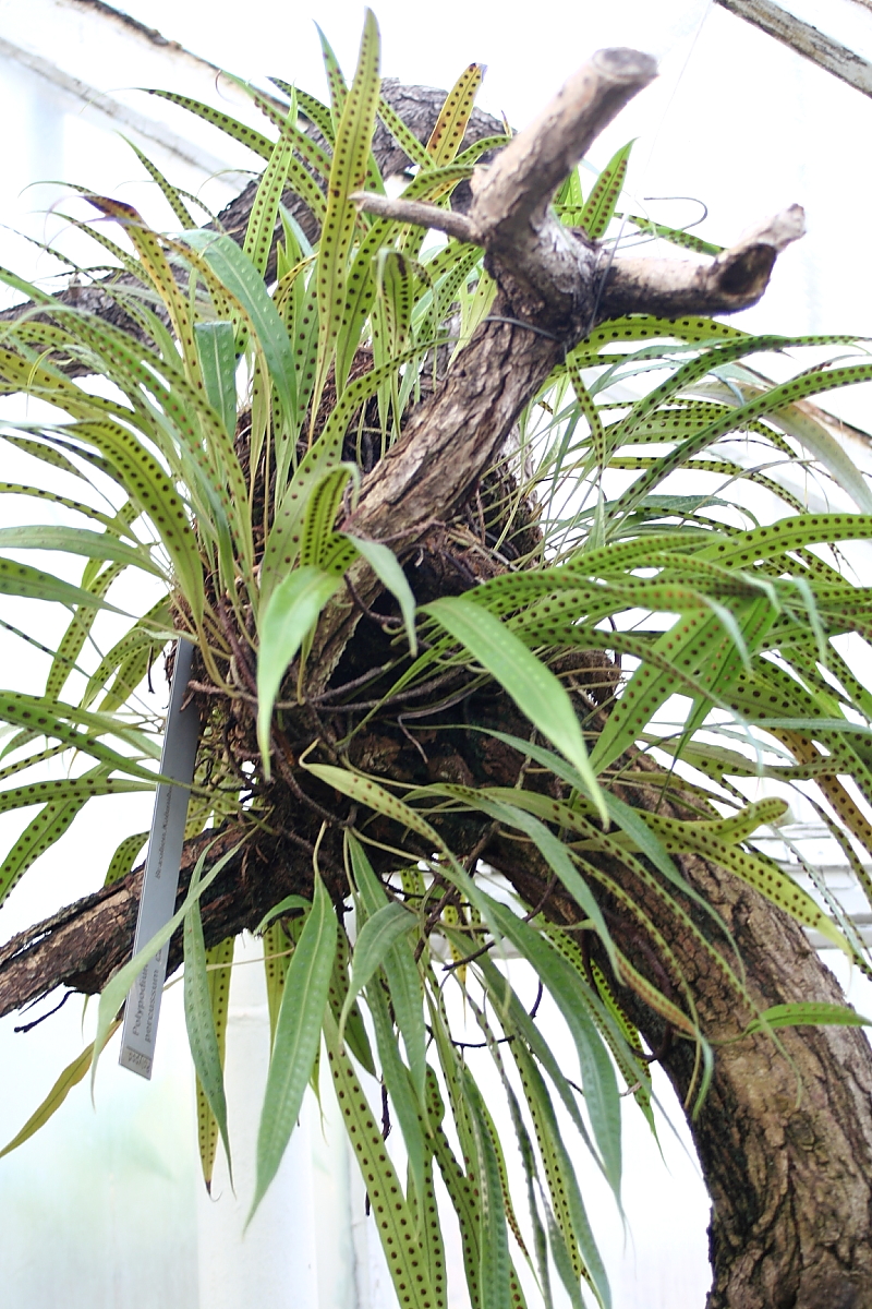 Killikus&reg; Fotographie